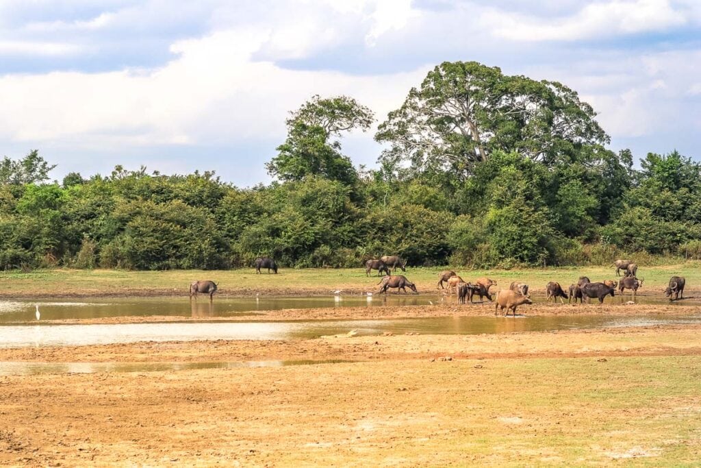 water hole in sri lanka safari