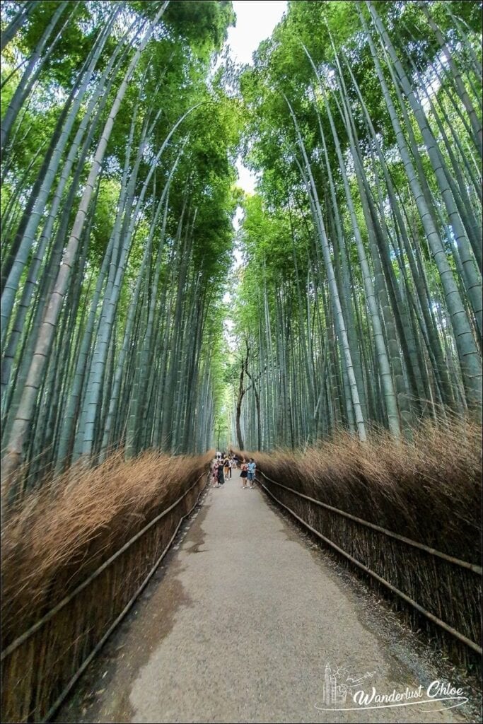 bamboo forest kyoto