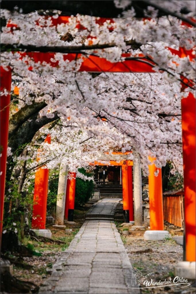 kyoto japan cherry blossom