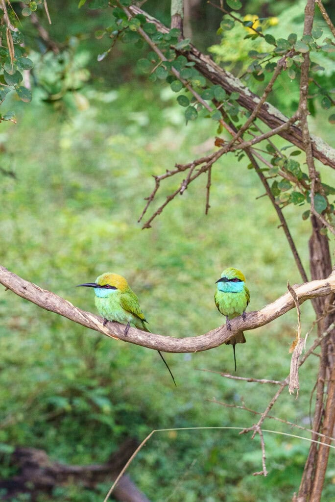 green bee eater bird sri lanka