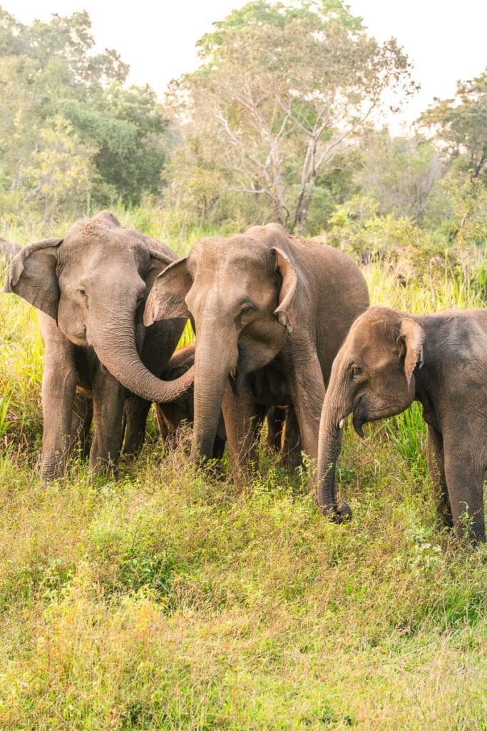 elephants sri lanka safari
