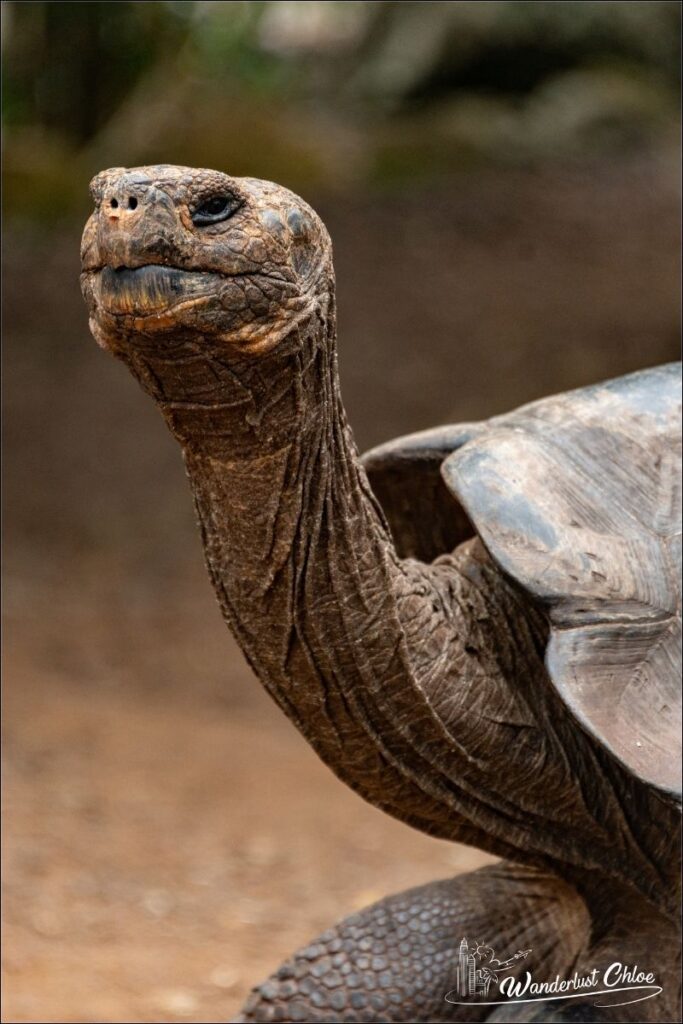 Galapagos giant tortoise