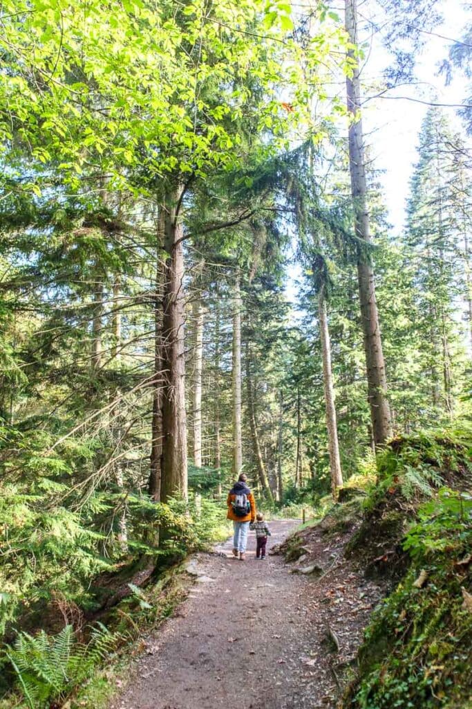woodland walk lake district